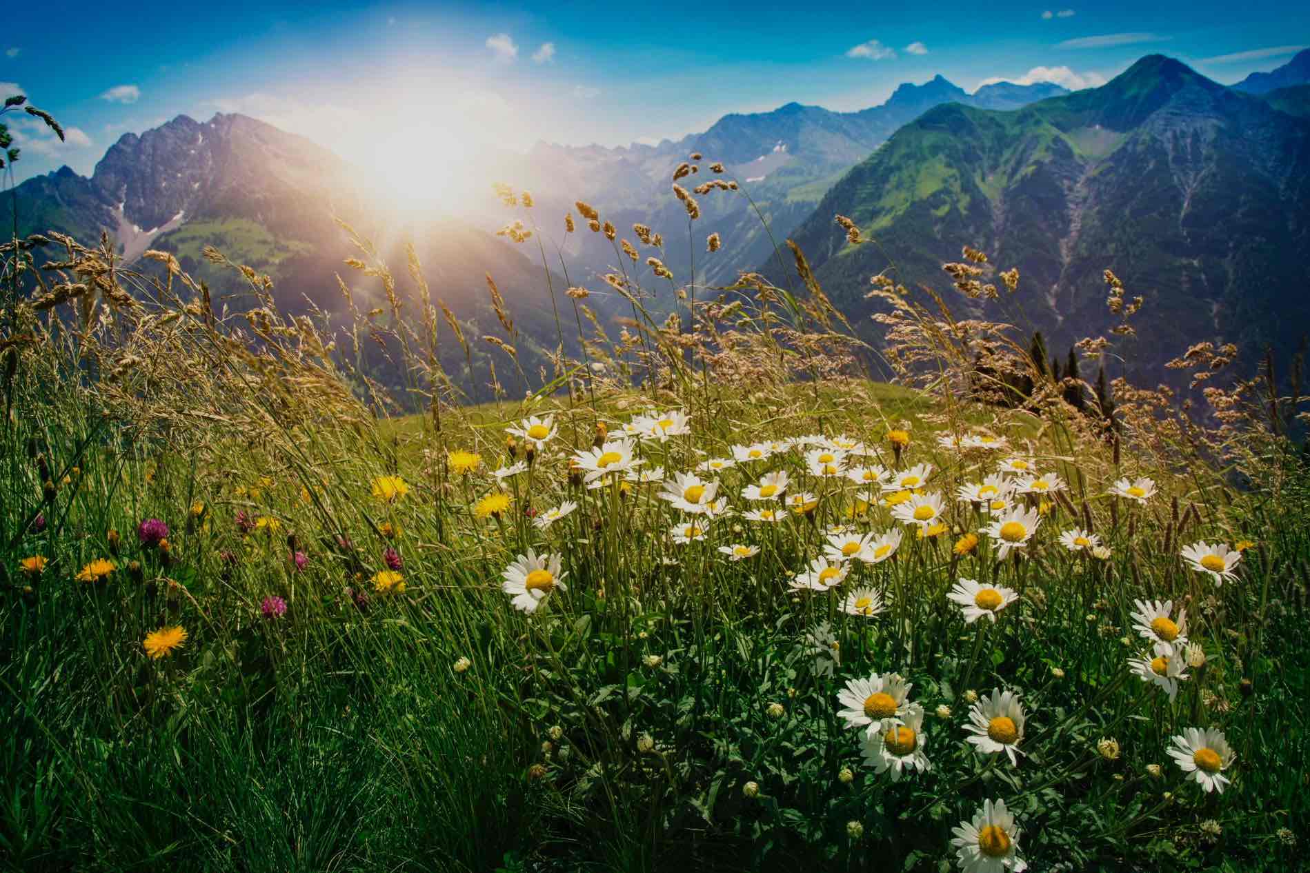 Sommerurlaub im Chalet in den Bergen - Chaletdorf in Österreich - ChaletZeit